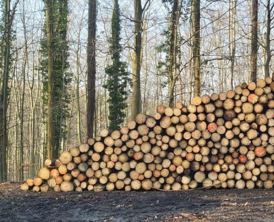 Rundholzlagerung im Winter im Siebengebirge.
