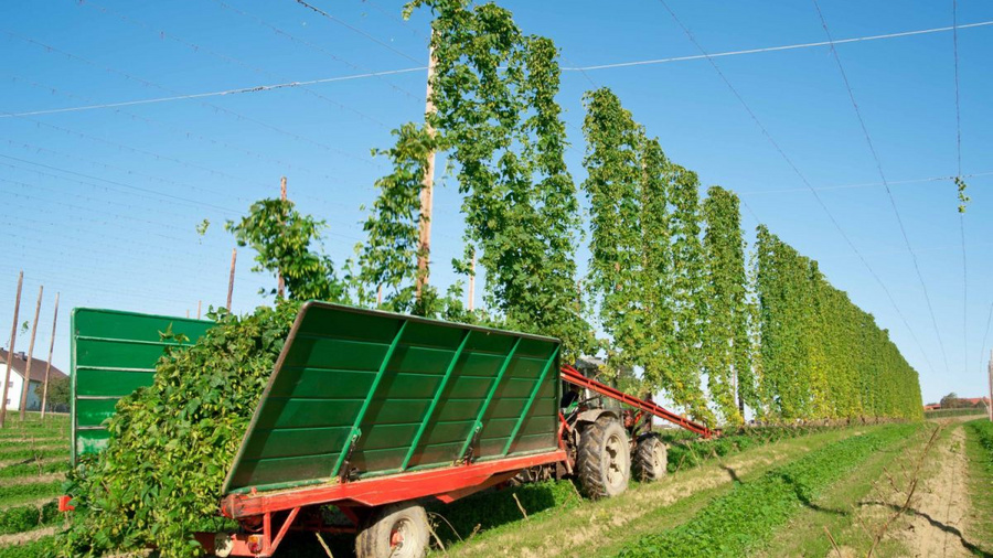 Traktor bei der Hopfenernte