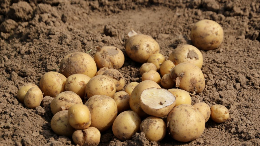 Kartoffeln auf Erde