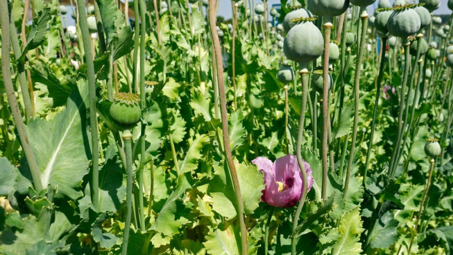 Anbau von Wintermohn auf einem Feld