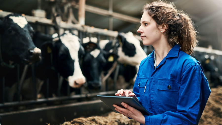 Landwirtin mit Laptop im Kuhstall