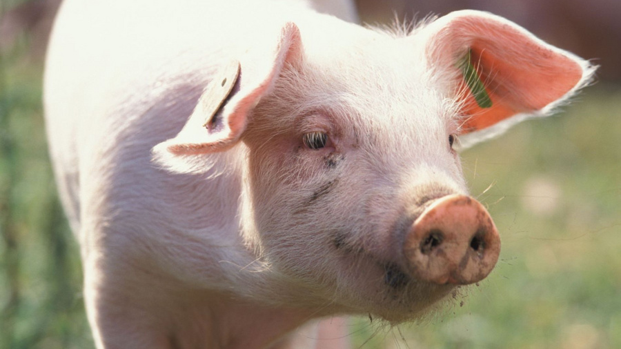 Ein Ferkel im Auslauf.