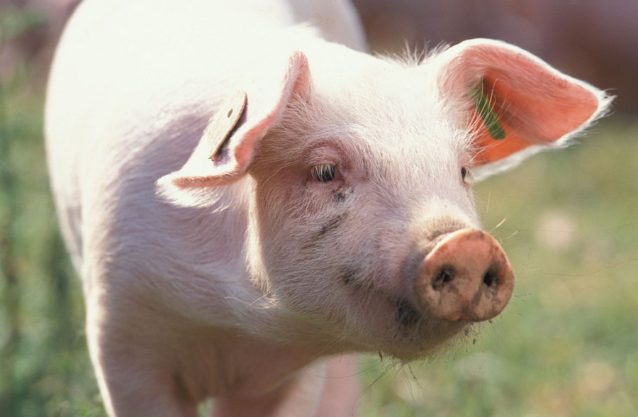 Ein Ferkel auf einer Weide.