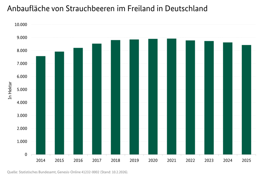 Säulendiagramm: Anbaufläche von Strauchbeeren in Deutschland. 