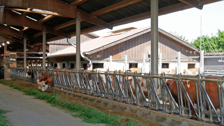 Im Vordergrund ein Futtertisch mit Futter, Kühe hinterm Fressgitter