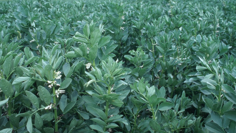 Ackerbohnenpflanzen auf dem Feld