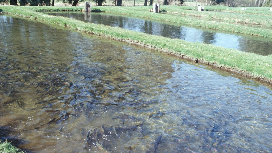 Naturnahe Teichanlage für Forellenzucht.