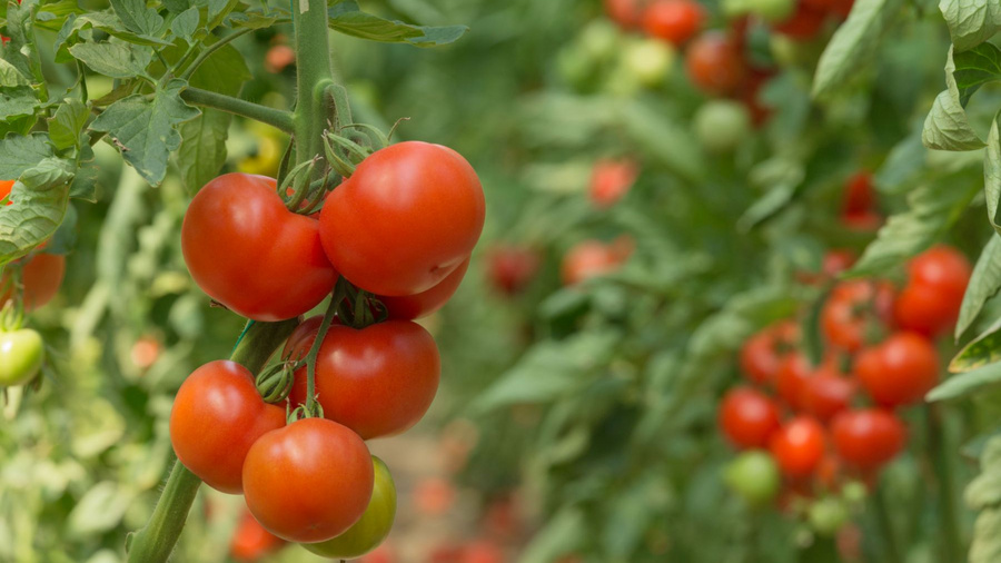 Tomaten am Strauch