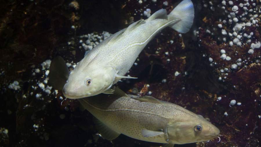 Zwei Kabeljau im Wasser