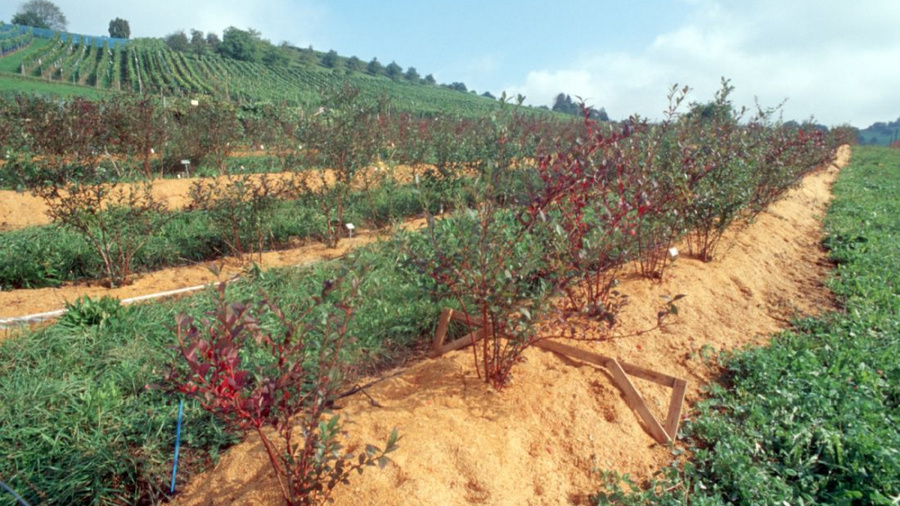 Kultur von Heidelbeeren auf Holzsubstrat