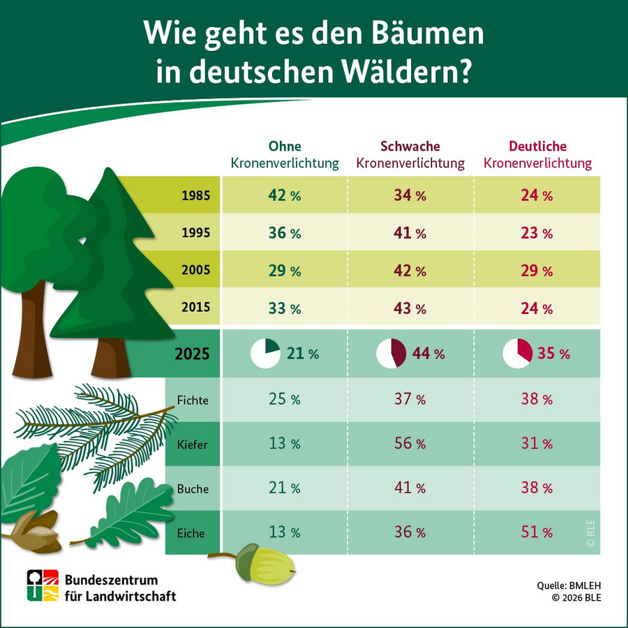Infografik: Wie geht es den Bäumen in deutschen Wäldern?