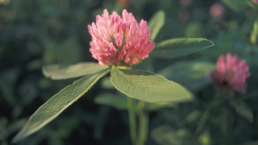 Blüte einer Rotkleepflanze