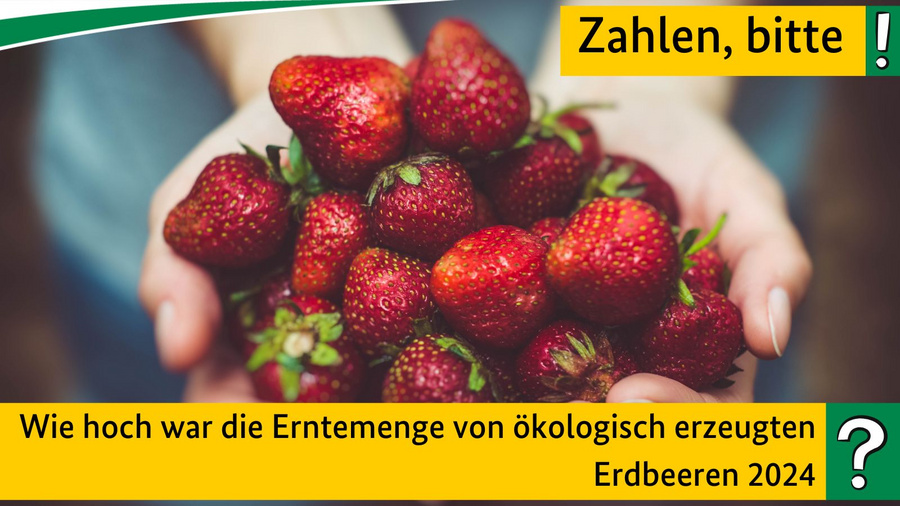 Wie hoch war die Erntemenge von ökologisch erzeugten Erdbeeren 2024?