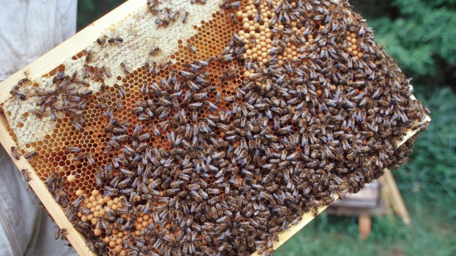 Bienen auf einer Bienenwabe, die vom Imker gehalten wird.