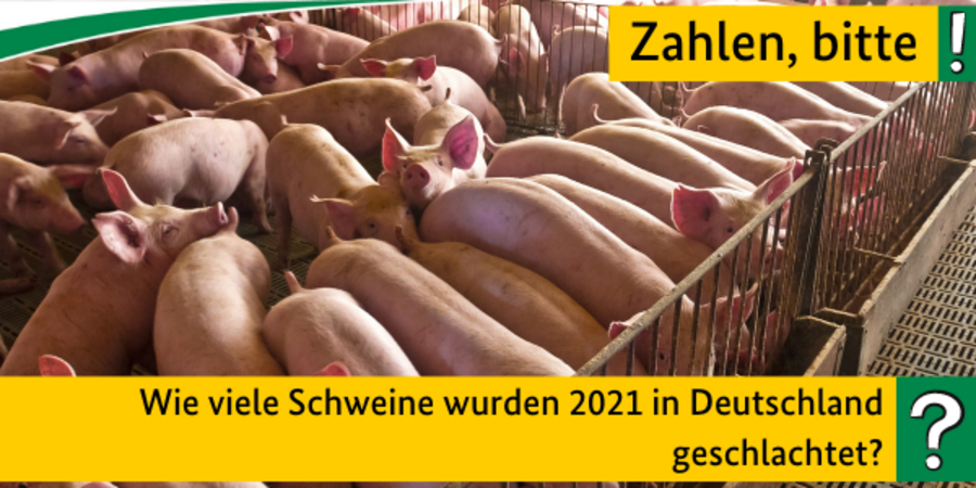 Schlachtschweine im Stall