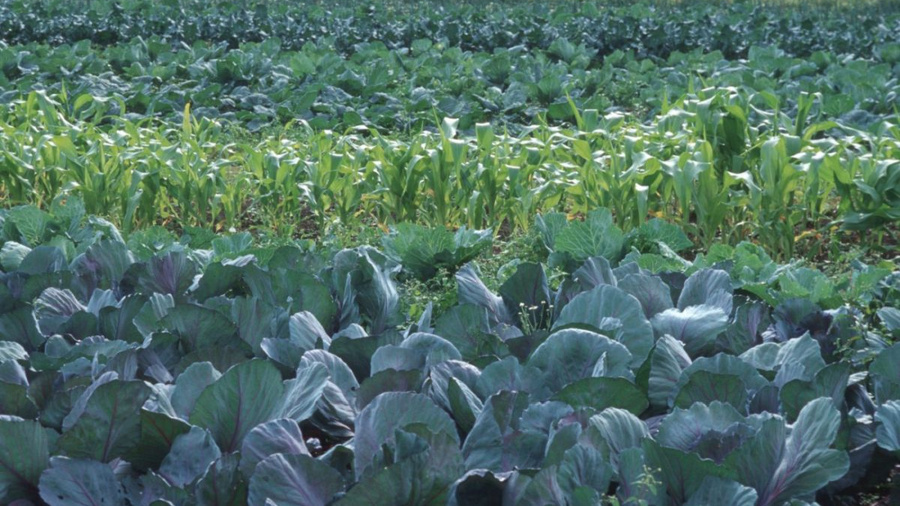 Kohlgemüse auf einem Feld