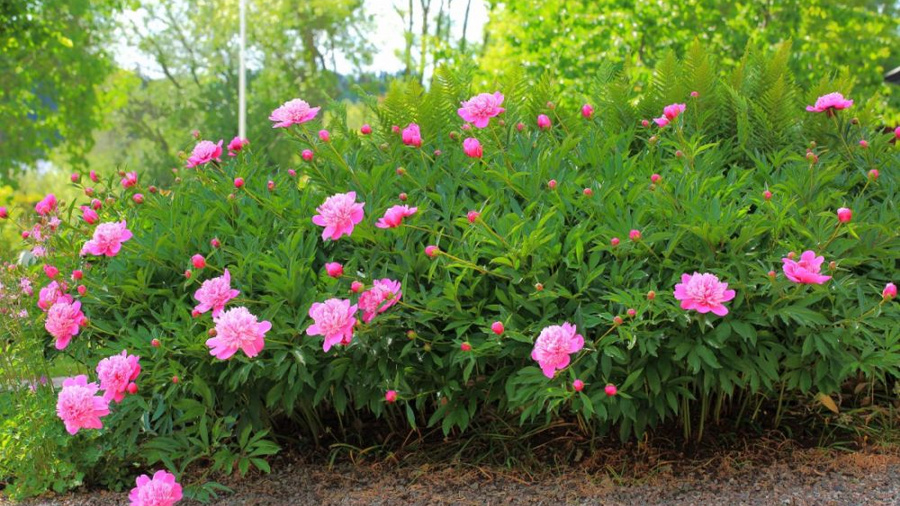 Rosa blühende Pfingstrose