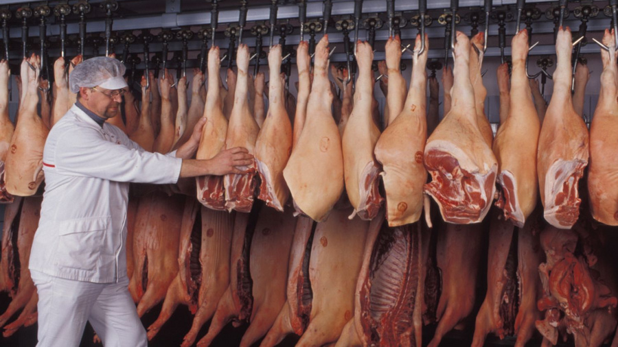 Halbe und ganze ausgenommene Schweine hängen am Schlachthaken