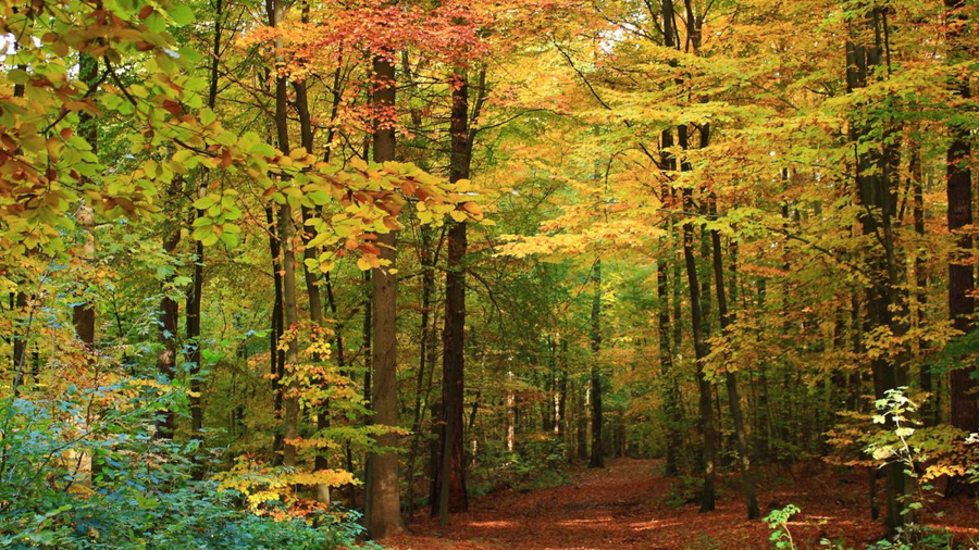Laubwald