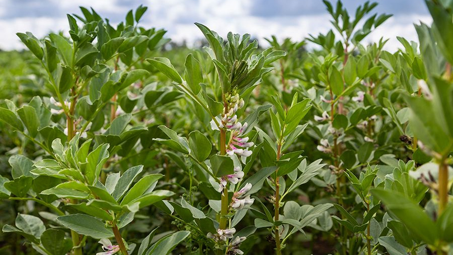 Ackerbohnenpflanzen auf einem Feld