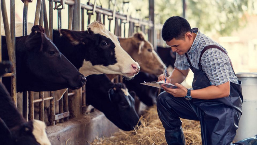 Landwirt, der sich etwas notiert, in einem Kuhstall