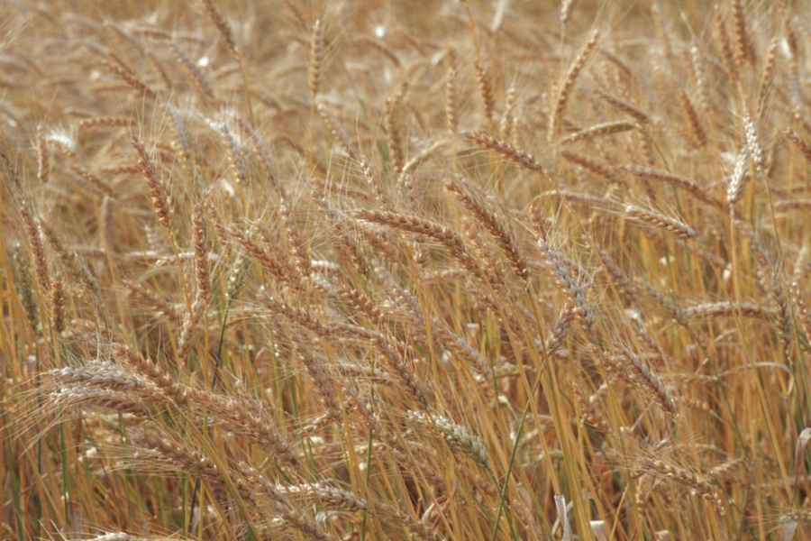 Reife Weizenähren mit Grannen auf einem Feld