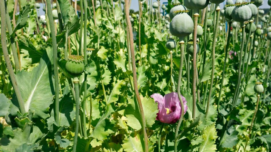 Wintermohn auf einem Feld