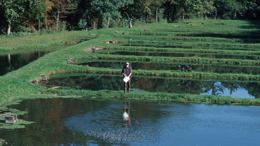 Naturnahe Aquakulutanlage mit Forellenzucht