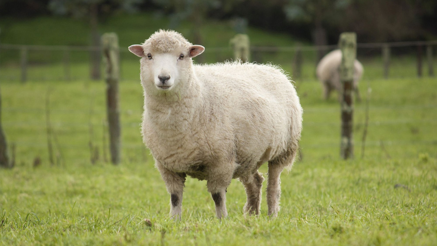 Schaf auf einer Wiese