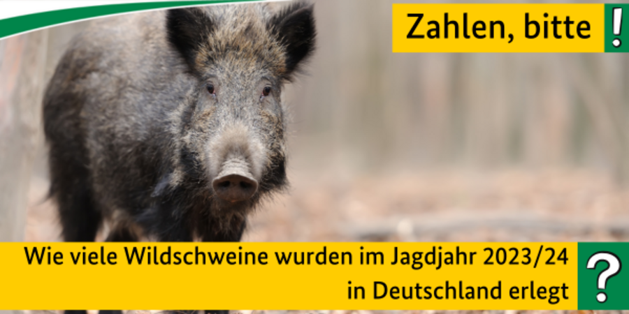 Quiz: Wie viele Wildschweine wurden im Jagdjahr 2023/24 in Deutschland erlegt? Im Hintergrund ist ein Wildschwein zu sehen.