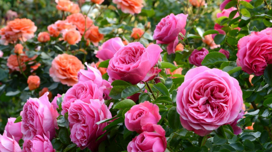 Gefüllte Rosen in orange und rosa