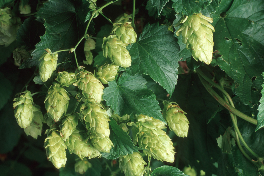 Hopfen