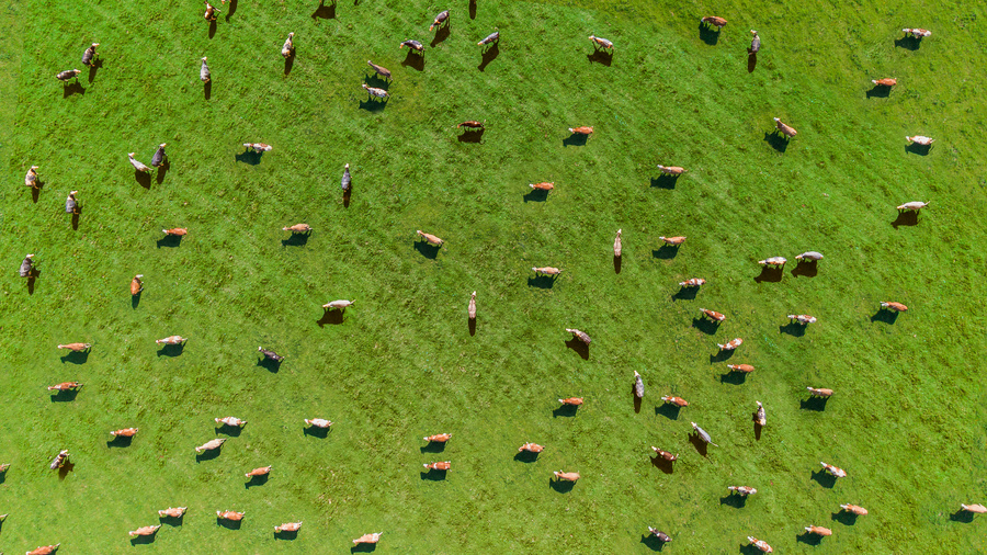 Luftbild von Rindern auf einer Weide
