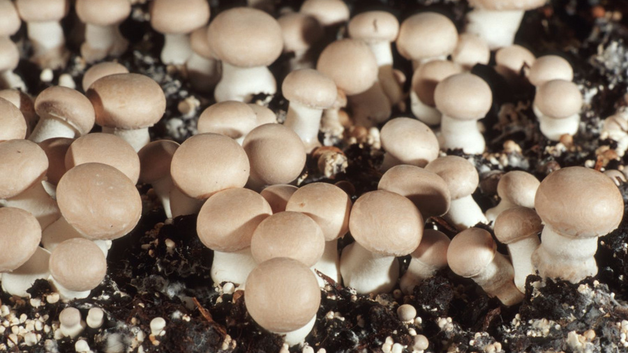 Champignons