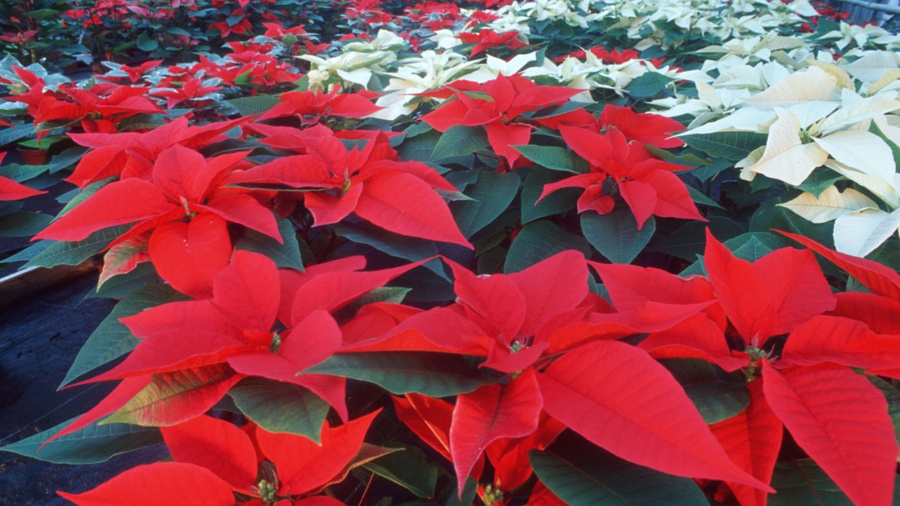 Rote und weiße Weihnachtssterne