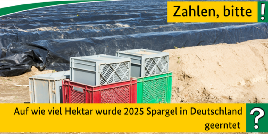 Quiz: Auf wie viel Hektar wurde 2025 Spargel in Deutschland geerntet?