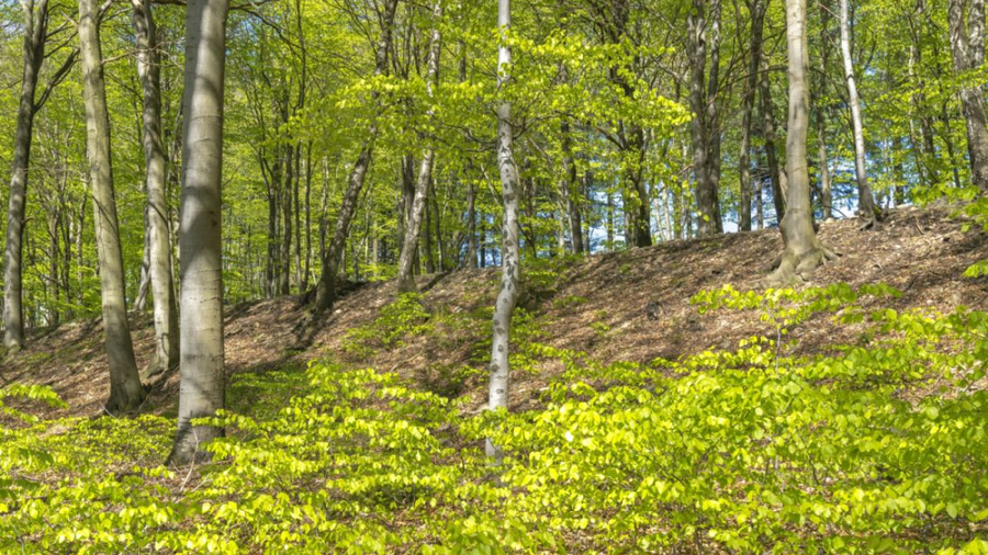 Laubwald im Frühling