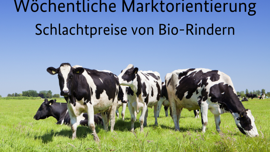 Wöchentliche Marktorientierung: Schlachtpreise von Bio-Rindern; Abgebildet sing Kühe auf einer Wiese