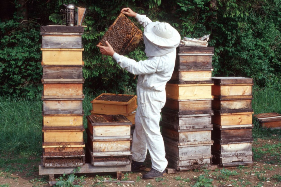 Imker steht in Schutzanzug vor Bienenstöcken und kontrolliert eine Wabe