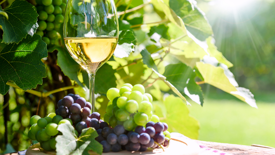 Ein Glas mit Weißwein, rote und weiße Trauben sind auf einem Tisch vor einer Weinrebe.