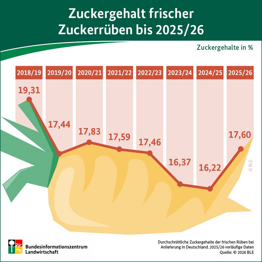Infografik: Zuckergehalt frische Zuckerrüben