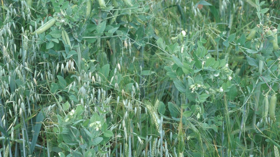 Feldfutterbau: Gemenge mit Hafer, Gerste und Erbse