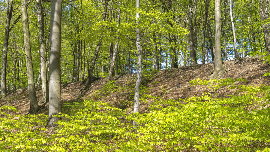 Laubwald im Frühling