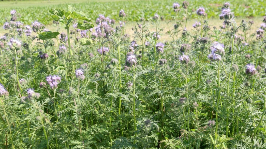 Phacelia vor einem Feld