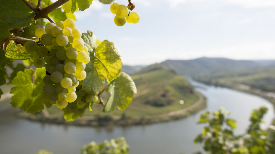 Weinrebe mit Trauben im Vordergrund. Im Hintergrund ist die Moselkurve zu sehen.
