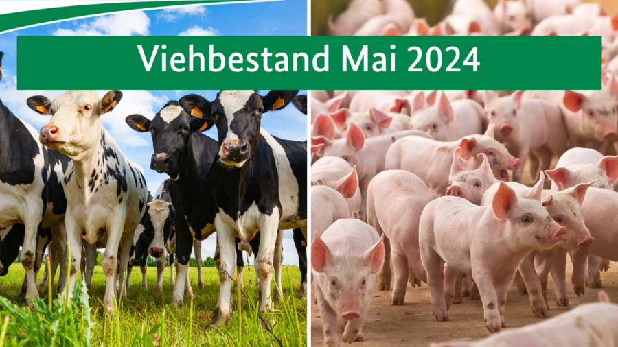 Viehbestand Mai 2024. Links sind Kühe zu sehen, rechts Schweine.
