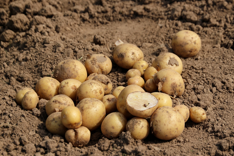 Kartoffeln auf dem Feld.