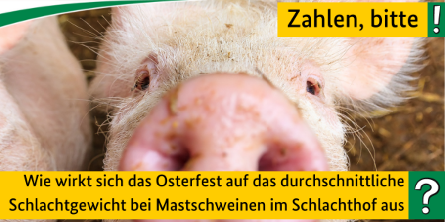 Quiz Zahlen bitte! Wie wirkt sich das Osterfest auf das durchschnittliche Schlachtgewicht bei Mastschweinen im Schlachthof aus?