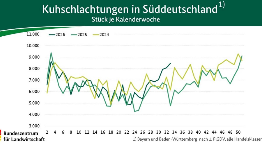 Liniendiagramm: Kuhschlachtungen in Süddeutschland 2026