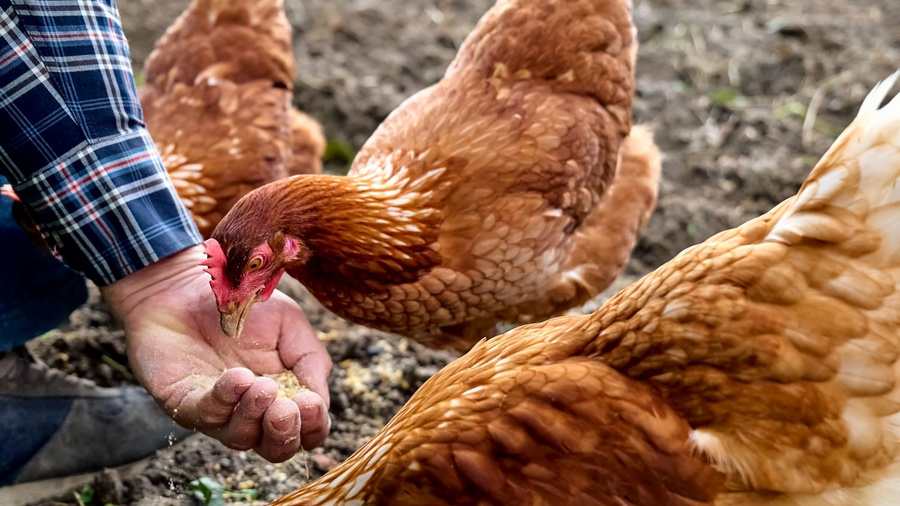 Legehenne, die Futter aus der Hand einer Person frisst